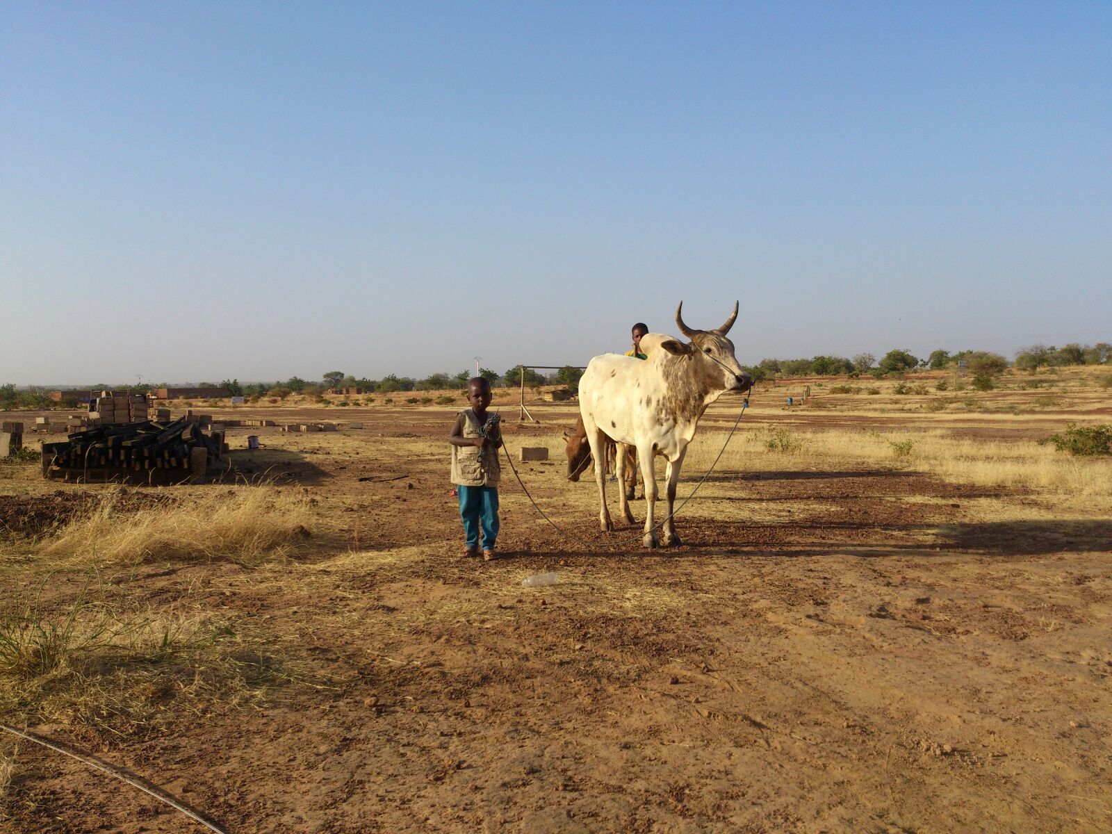 Sony Ericsson Xperia S sample photo. Ouahigouya, burkina faso, cow photography