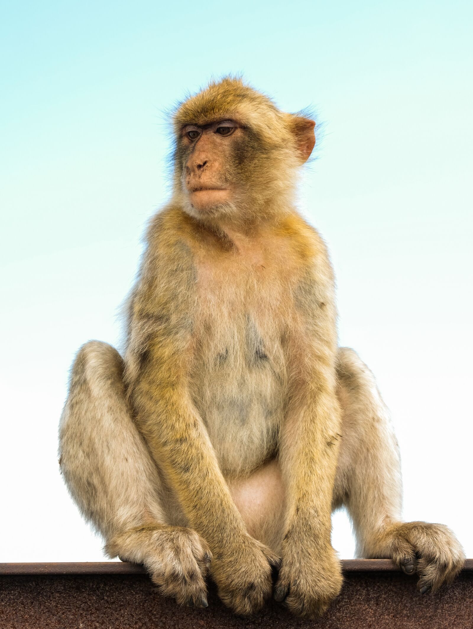 Fujifilm X-T2 sample photo. Monkey, ape, primate photography