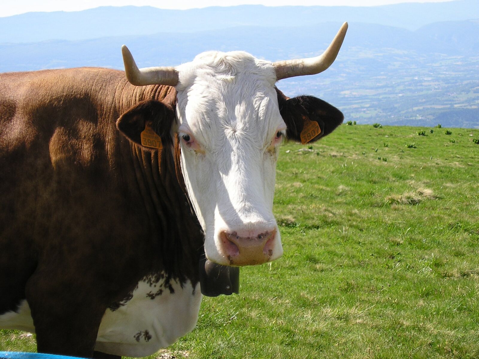 Olympus X100,D540Z,C310Z sample photo. Cow, haute-savoie, semnoz photography