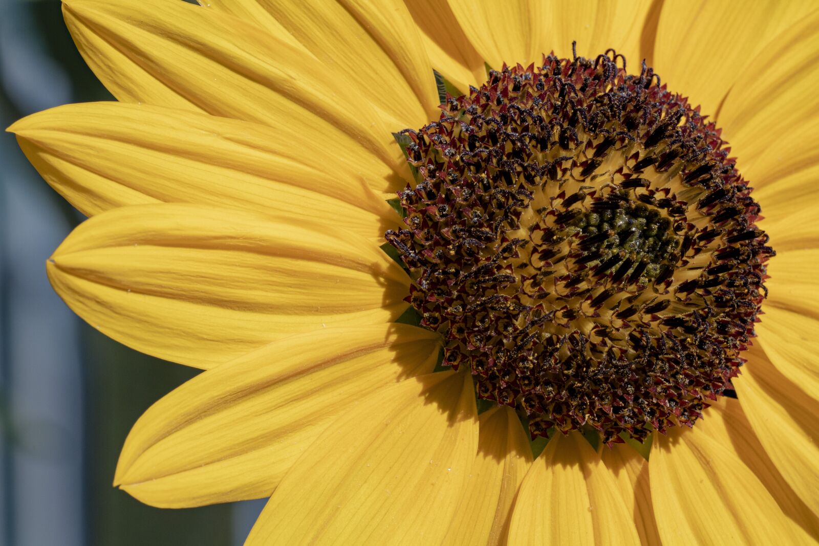 Canon EOS 750D (EOS Rebel T6i / EOS Kiss X8i) sample photo. Sunflower, flowers, nature photography