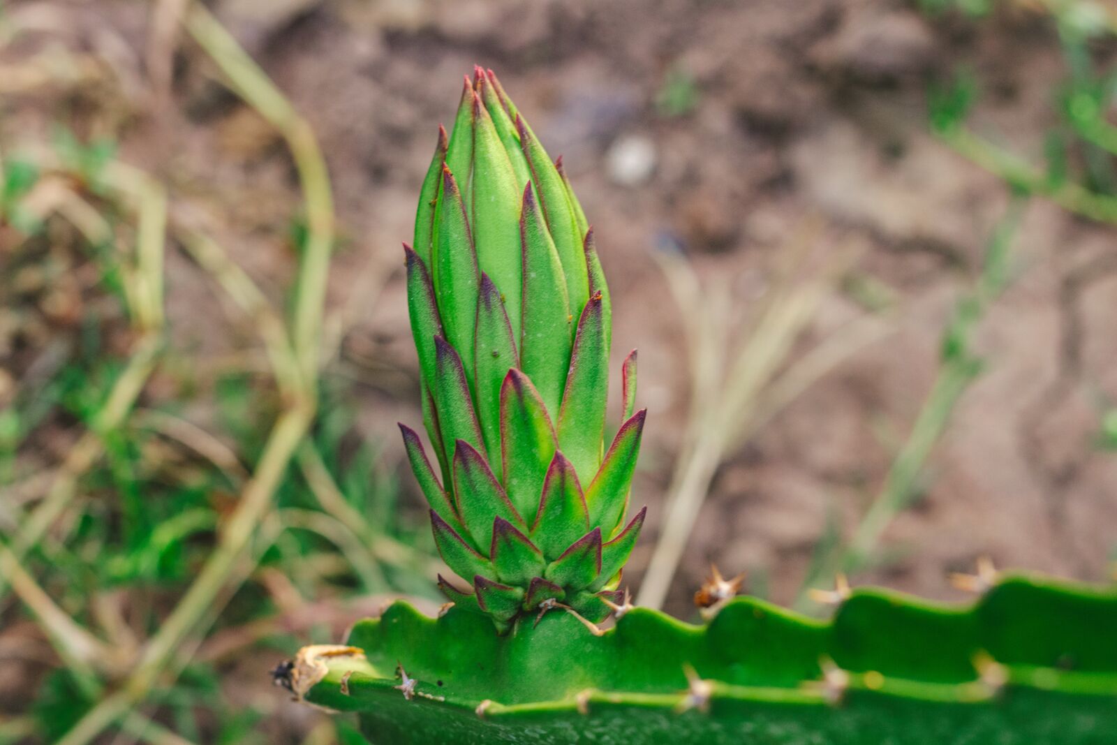 Canon EOS 700D (EOS Rebel T5i / EOS Kiss X7i) + Canon EF 50mm F1.8 STM sample photo. Thorns, dragon fruit, fruit photography