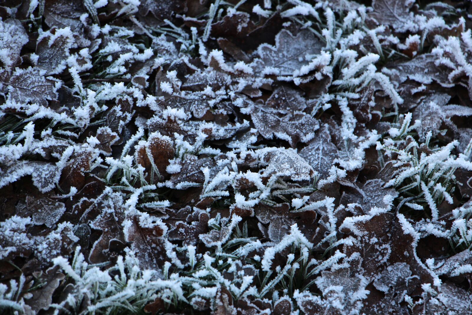 Canon EOS 700D (EOS Rebel T5i / EOS Kiss X7i) sample photo. Leaves, frost, cold photography