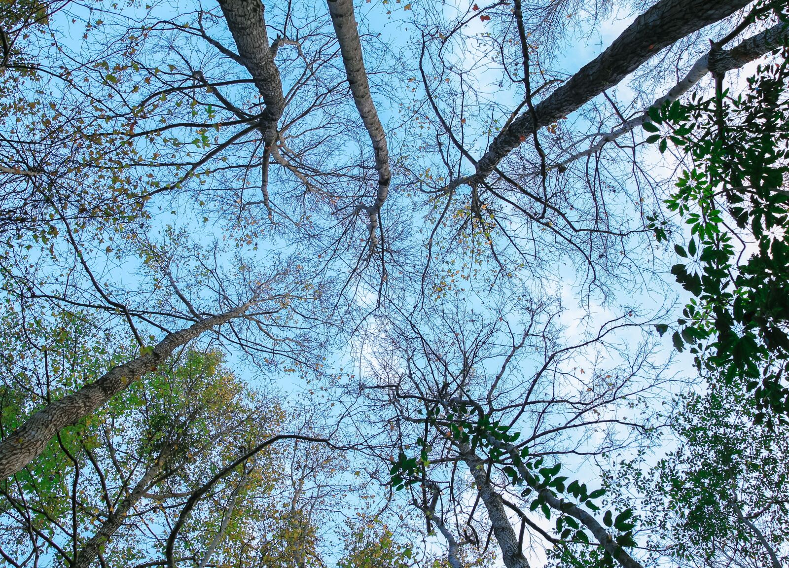 Canon EOS 600D (Rebel EOS T3i / EOS Kiss X5) sample photo. Tree, sky, autumn photography