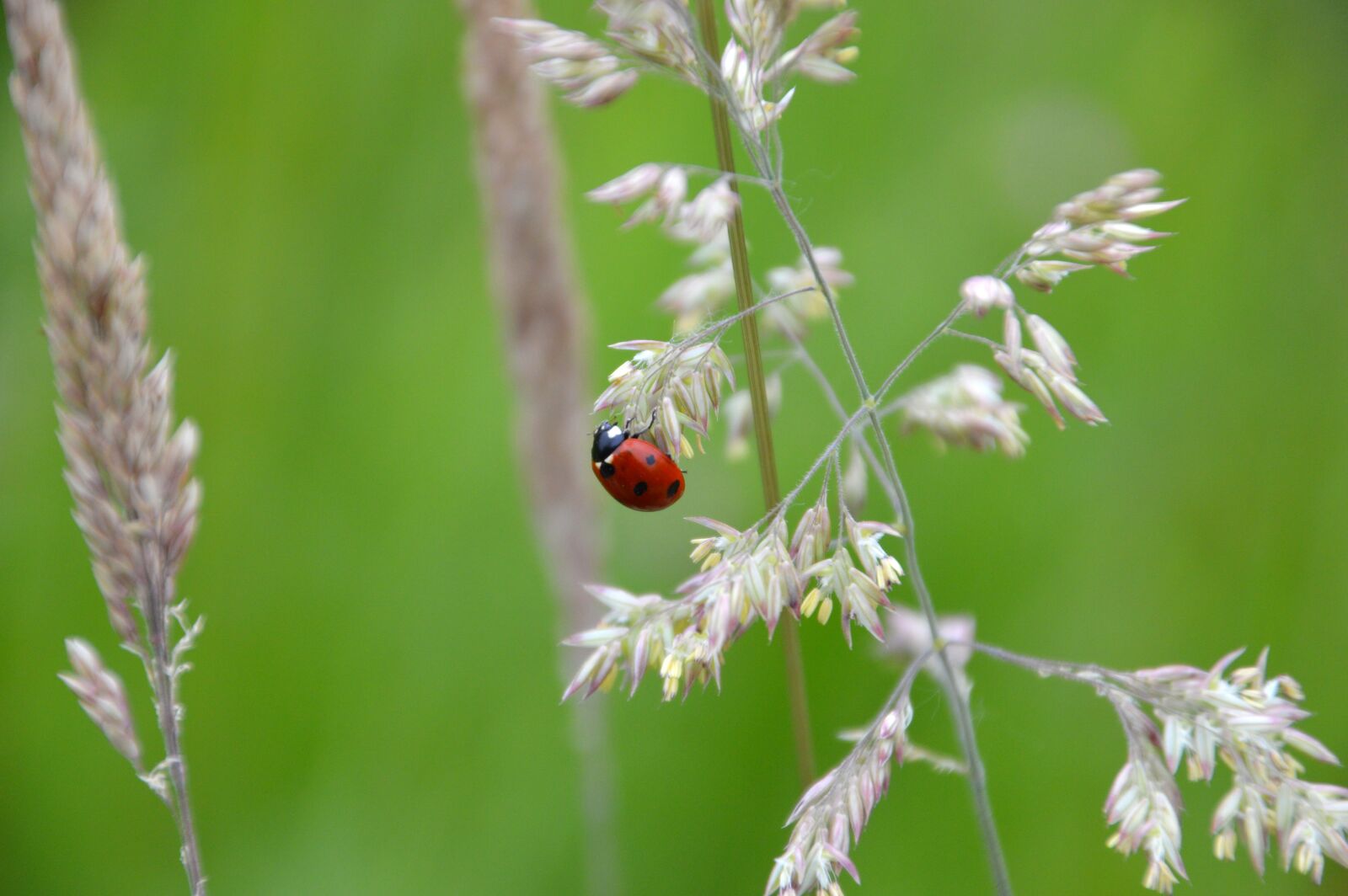 Nikon D3200 sample photo. Animal, fauna, flora photography