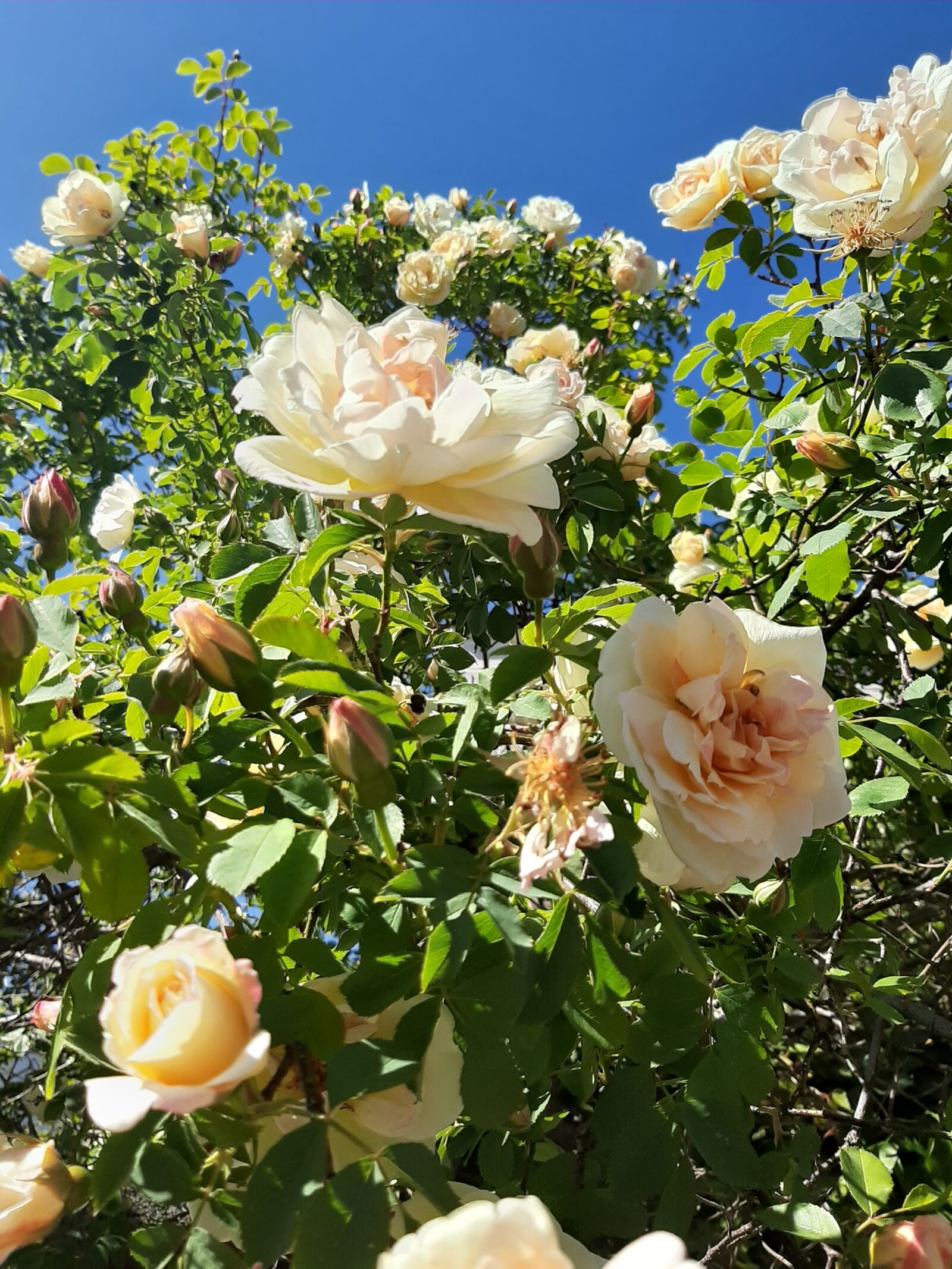 Samsung Galaxy A50 sample photo. Bush, wild, rose photography
