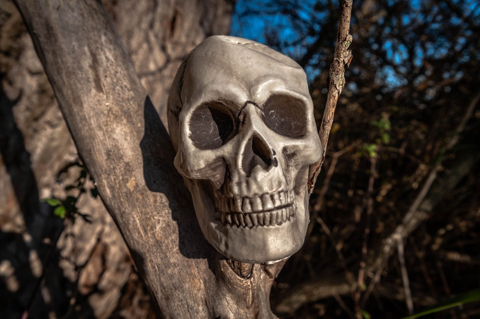 Nikon D700 sample photo. Skull and crossbones, tree photography