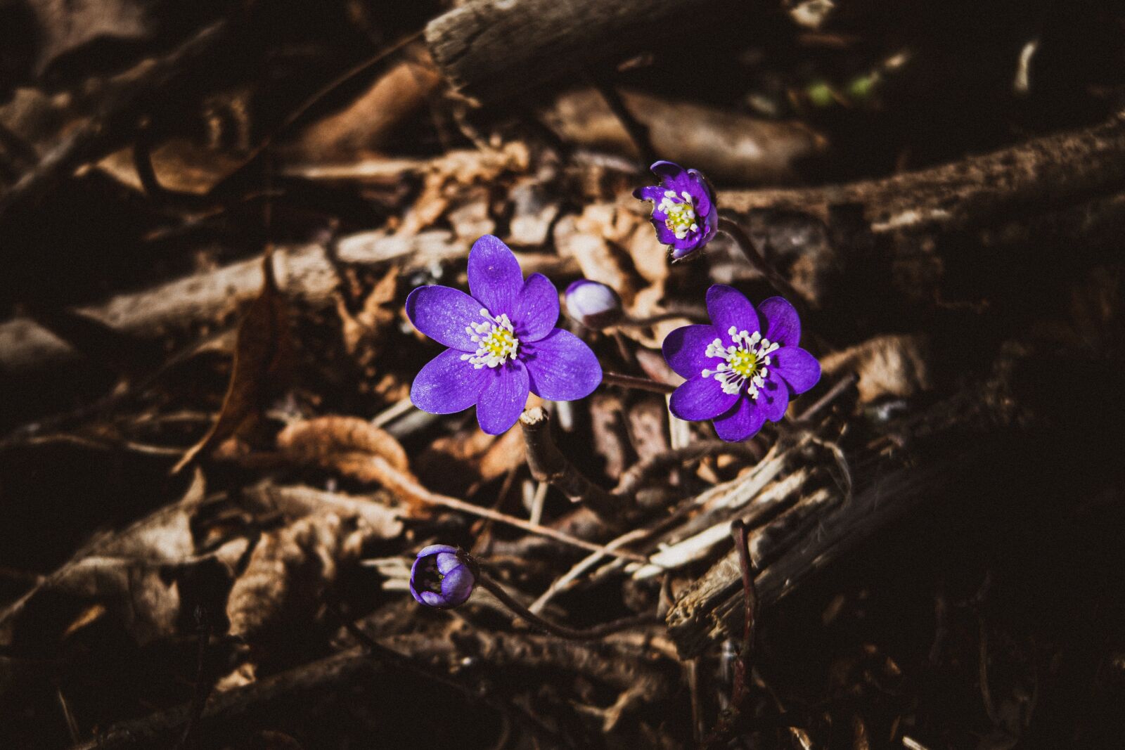 Canon PowerShot G7 X Mark II sample photo. Hepatica, flower, spring photography