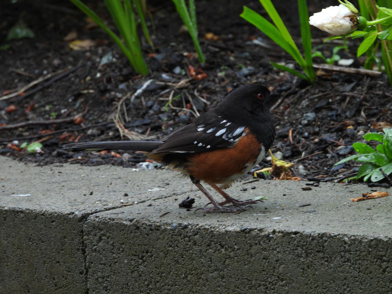 Nikon Coolpix P1000 sample photo. Bird, wild, nature photography