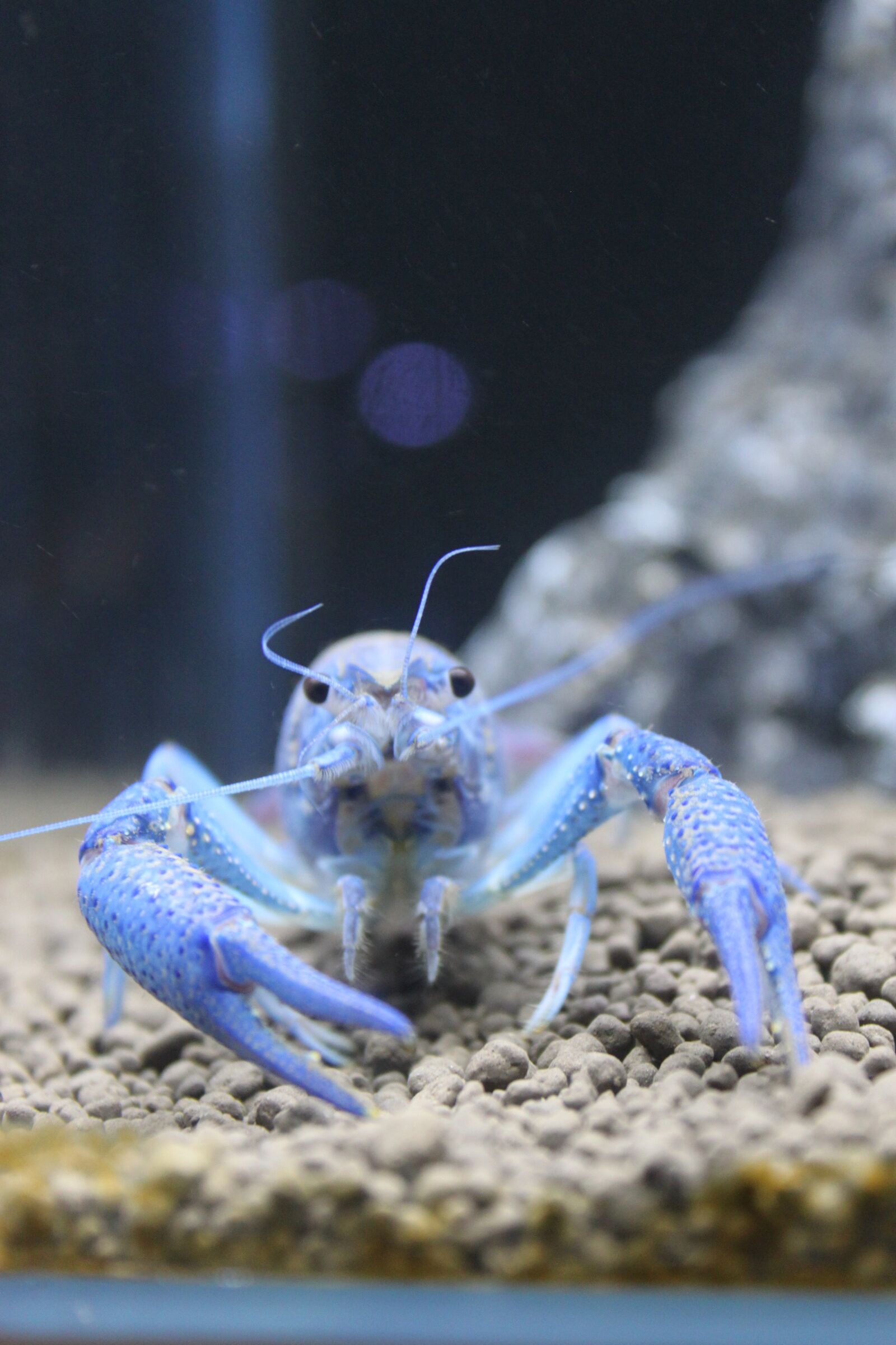 Canon EOS 500D (EOS Rebel T1i / EOS Kiss X3) sample photo. Aquarium, close-up, blue devils photography