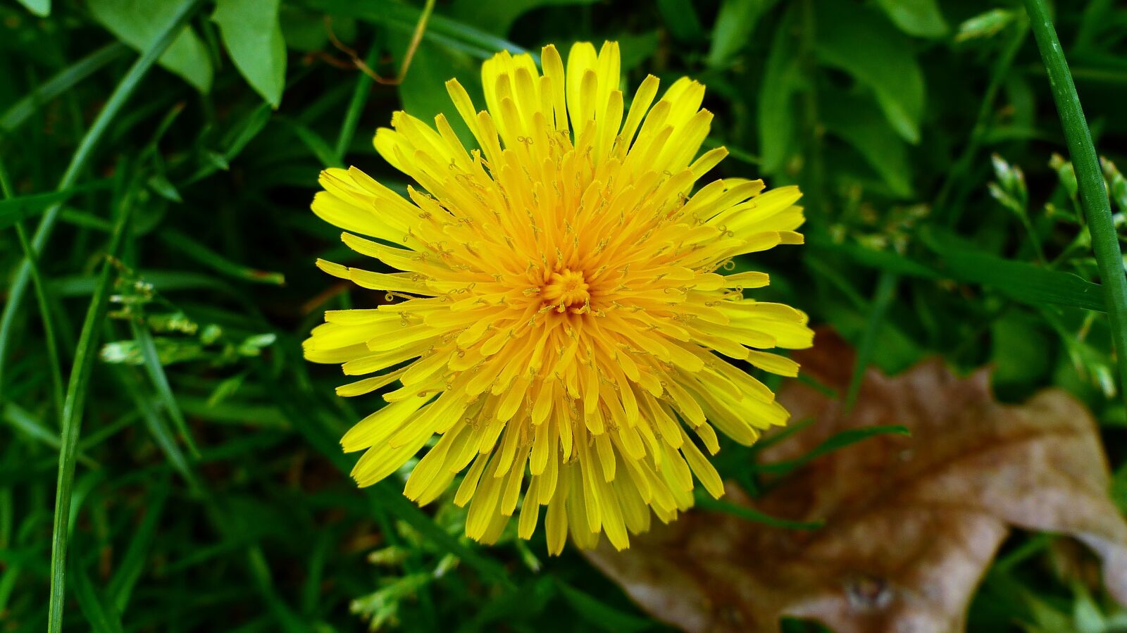 Panasonic Lumix DMC-FZ200 sample photo. Nature, plant, flower photography