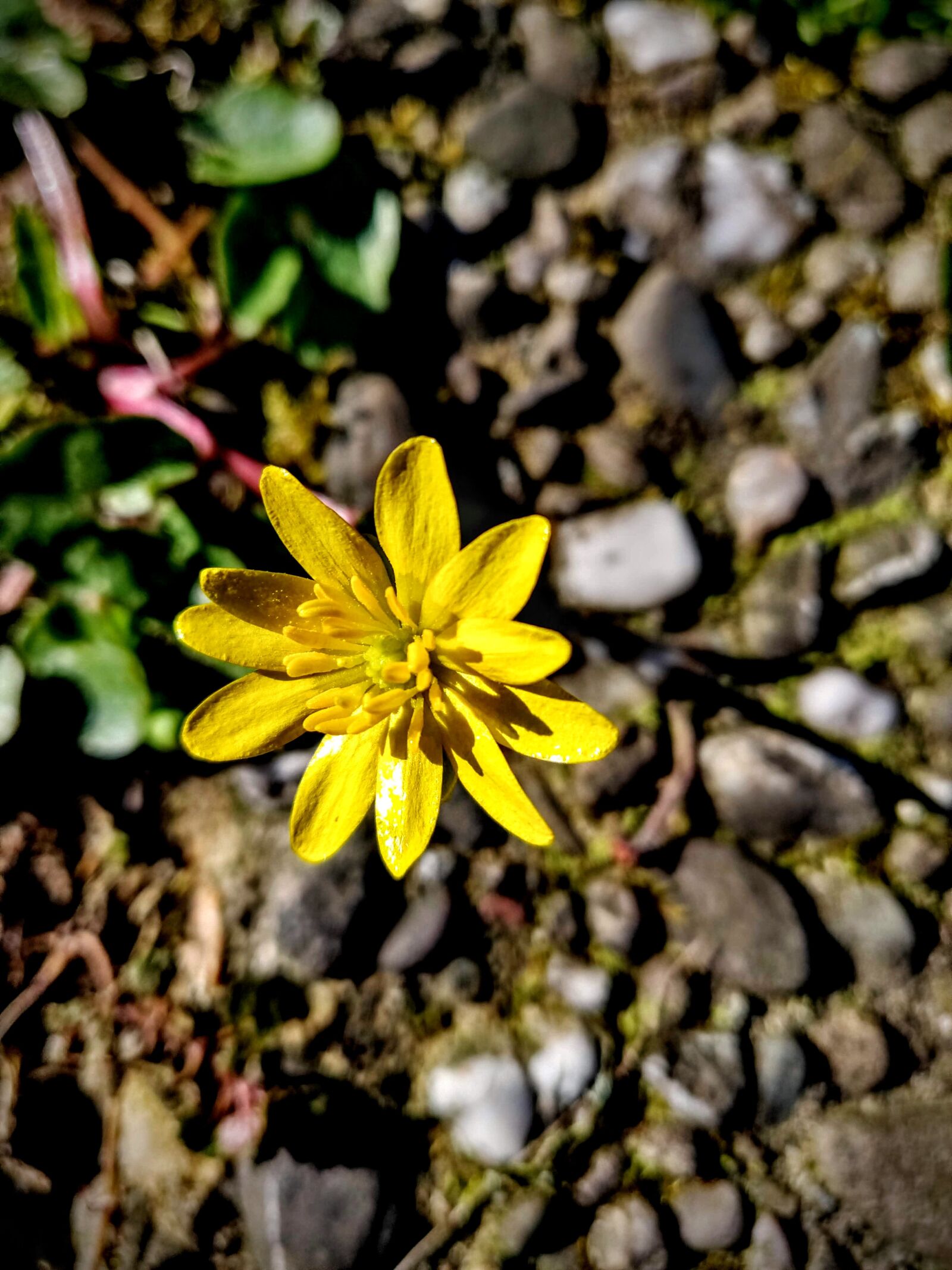 OnePlus 6 sample photo. Flower, garden, nature photography