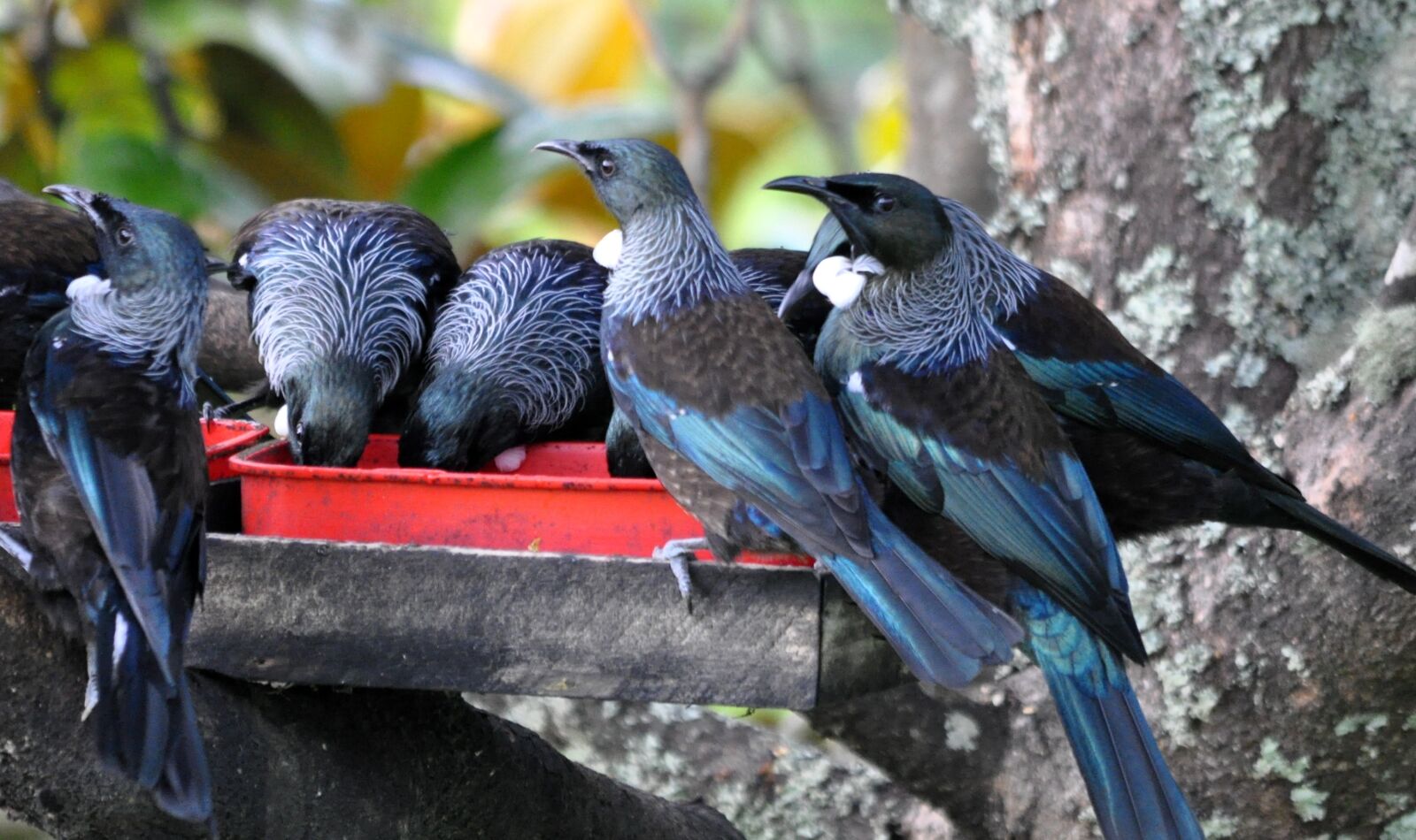 Nikon D90 sample photo. Tui, at sugar feeder photography