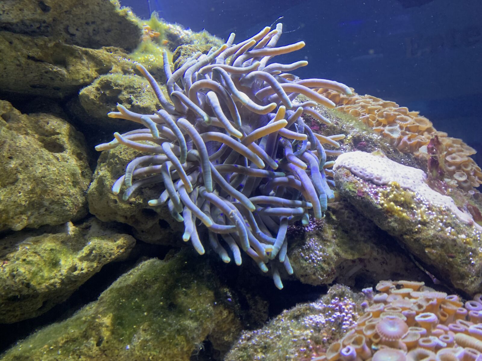 iPhone XR back camera 4.25mm f/1.8 sample photo. Anemone, sea, reef photography