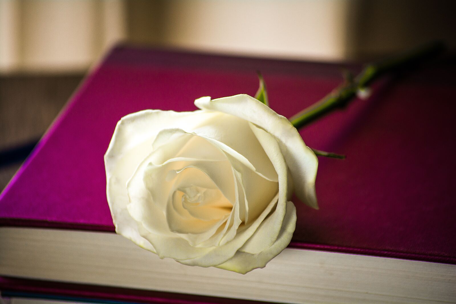 Nikon D7100 sample photo. Rosa, book, flower photography