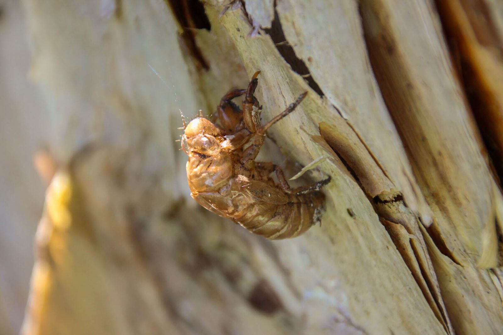 Canon EOS 600D (Rebel EOS T3i / EOS Kiss X5) sample photo. Locust, insect, shell photography