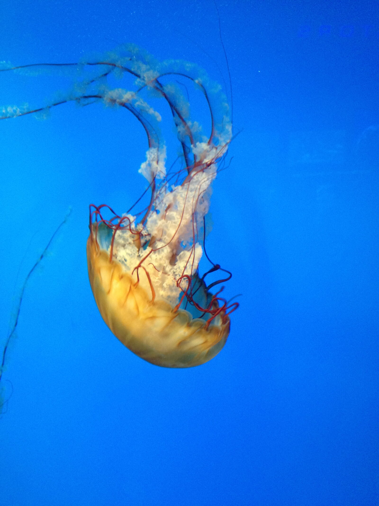 Apple iPhone 4S sample photo. Nature, jellyfish, swim photography