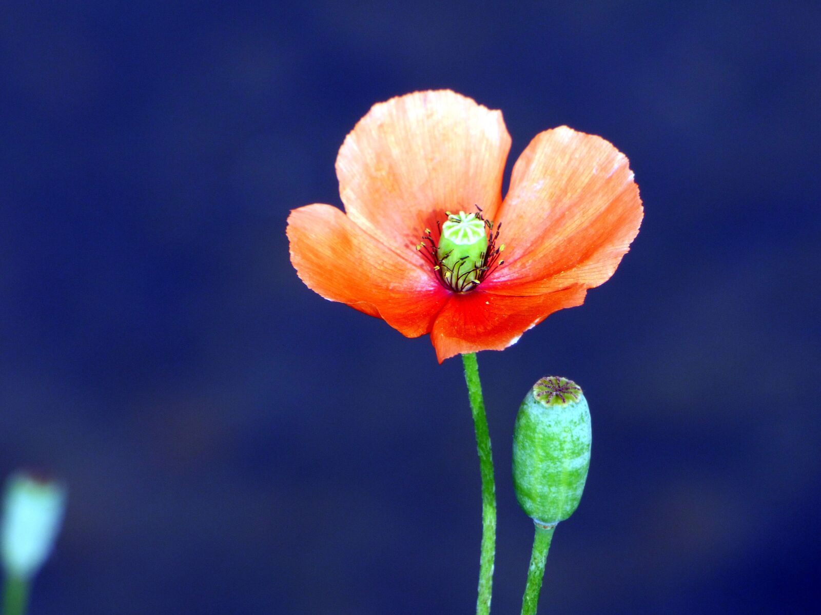 Panasonic DMC-FZ72 sample photo. Poppy, flower, stalls photography