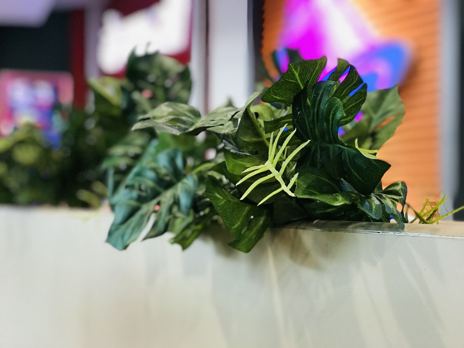 Apple iPhone 7 Plus sample photo. Plant, decorative, green photography