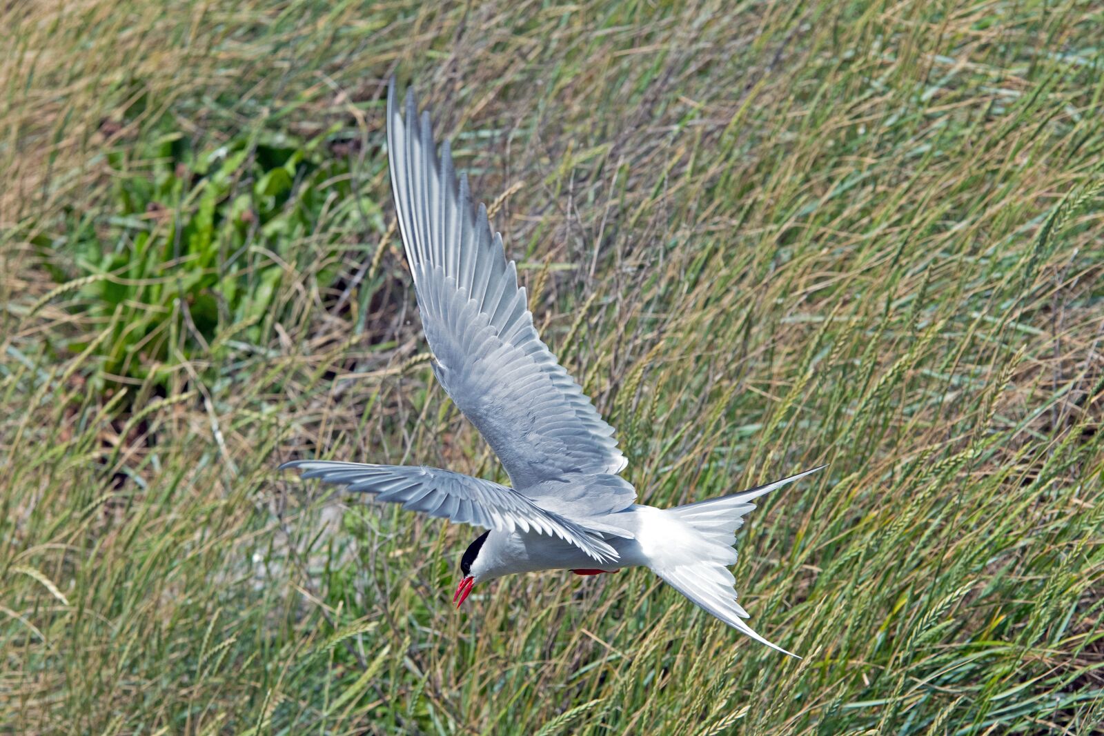 Nikon D500 sample photo. Arctic tern, tern, bird photography