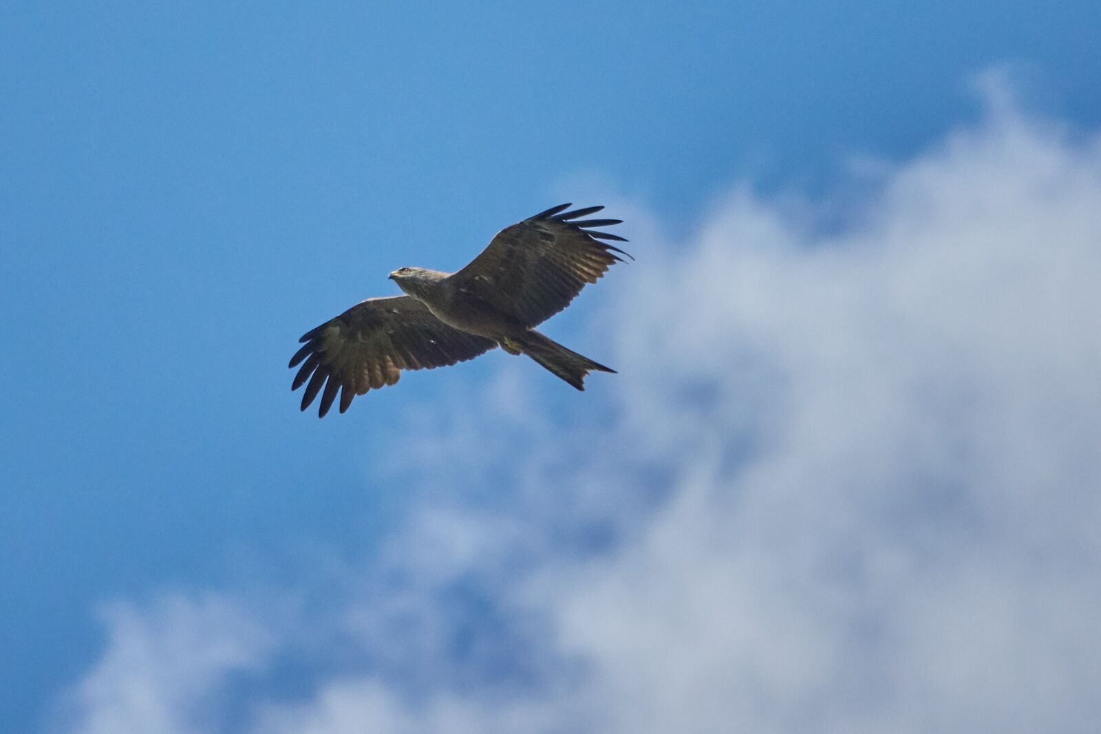 Sony Cyber-shot DSC-RX10 IV sample photo. Milan, bird of prey photography