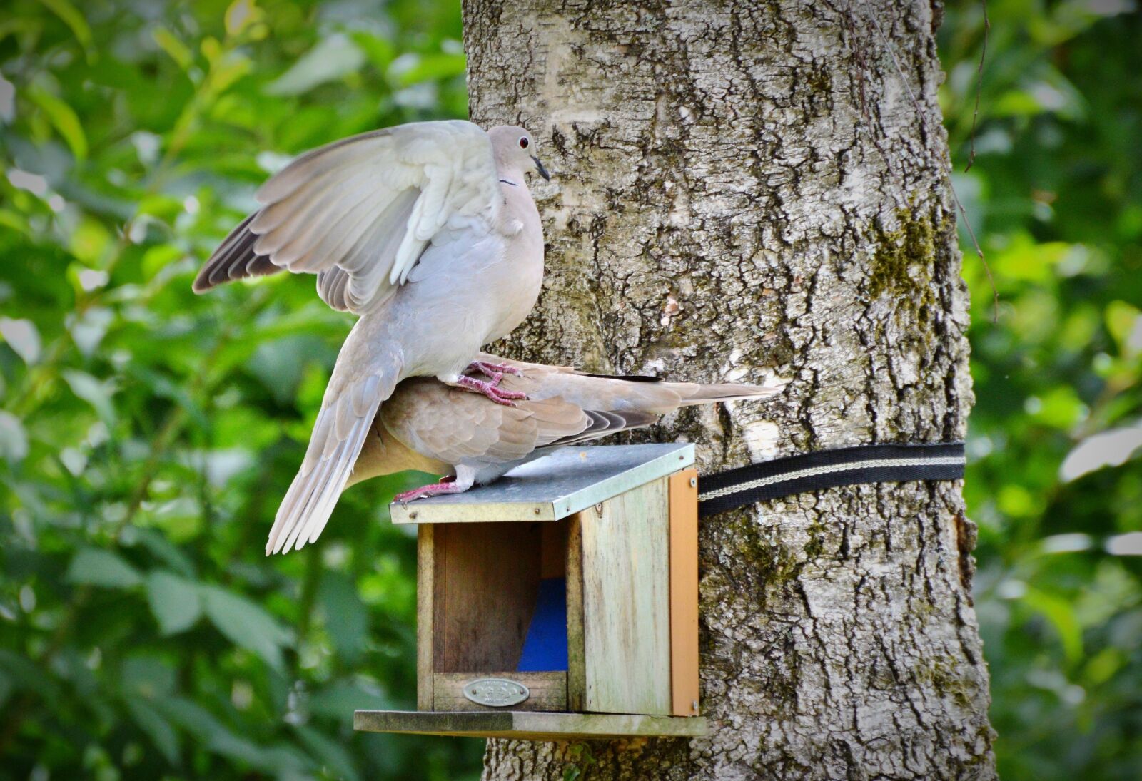 Nikon D3200 sample photo. Dove, collared, bird photography