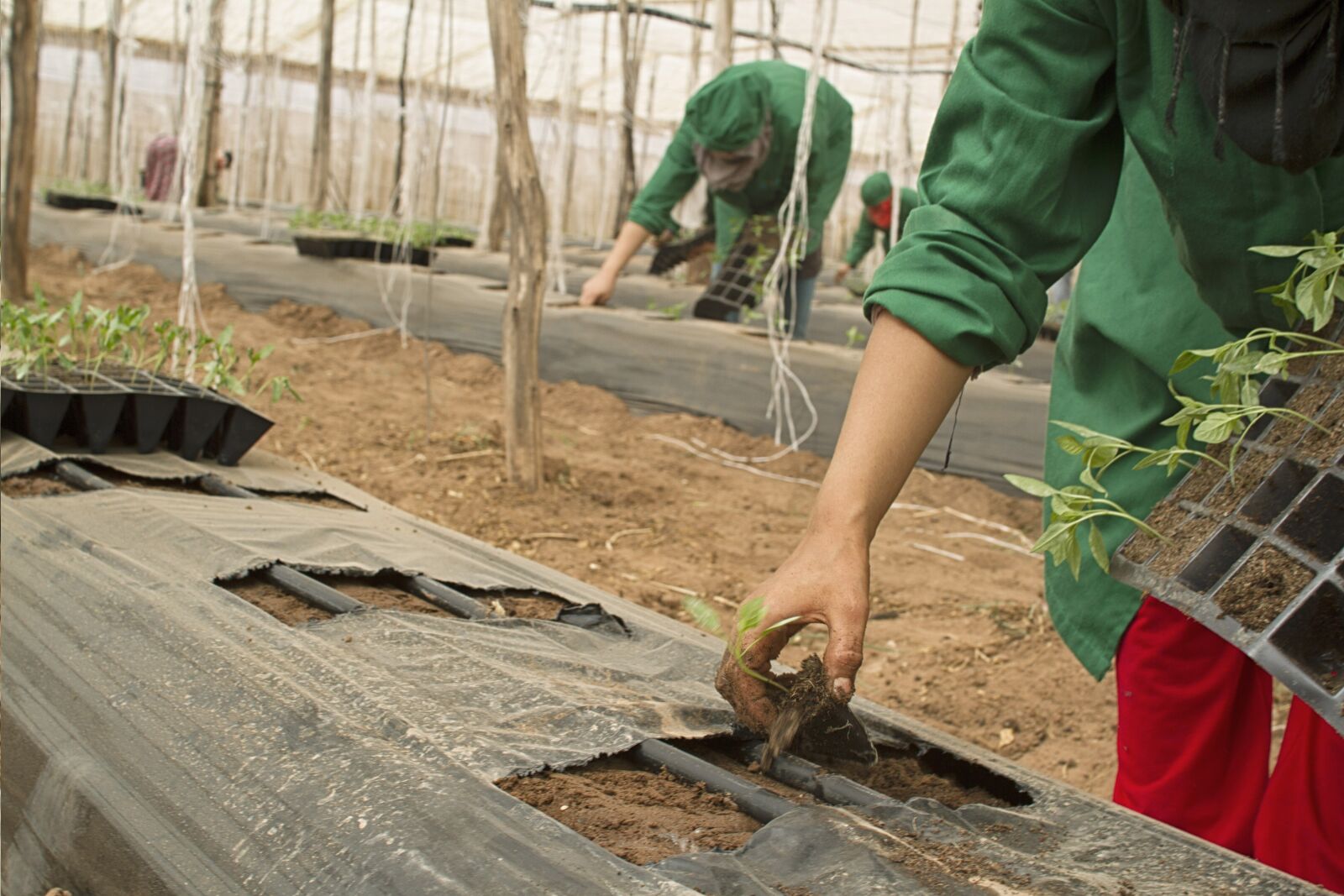 Canon EOS 7D sample photo. Agriculture, bio, farm photography