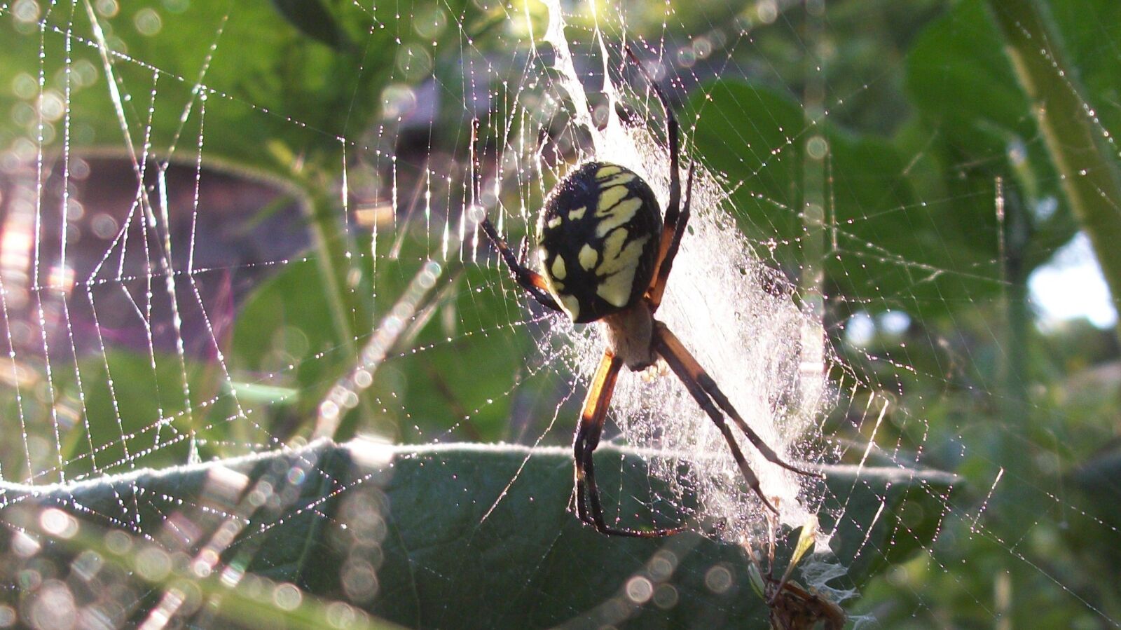 Kodak EASYSHARE C182 DIGITAL CAMERA sample photo. Spider, dew, web photography