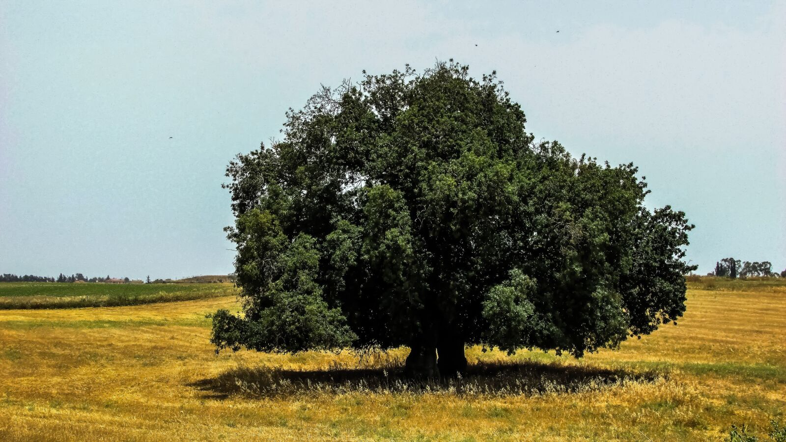 Canon PowerShot SX400 IS sample photo. Tree, field, landscape photography