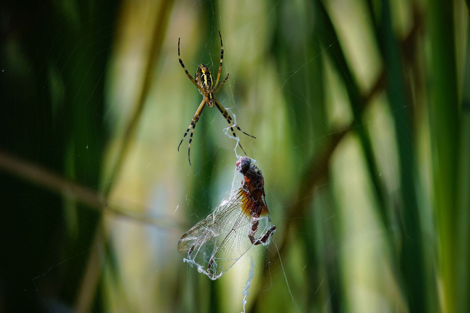 Canon EF 300mm F4L IS USM sample photo. Spider, dragonfly, conicuri photography