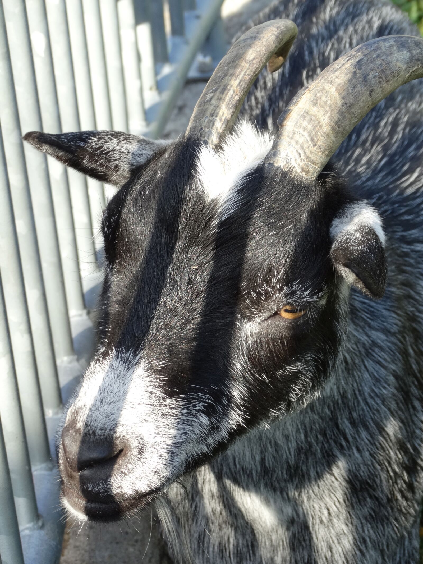 Sony Cyber-shot DSC-HX300 sample photo. Goat, lichtspiel, animal world photography