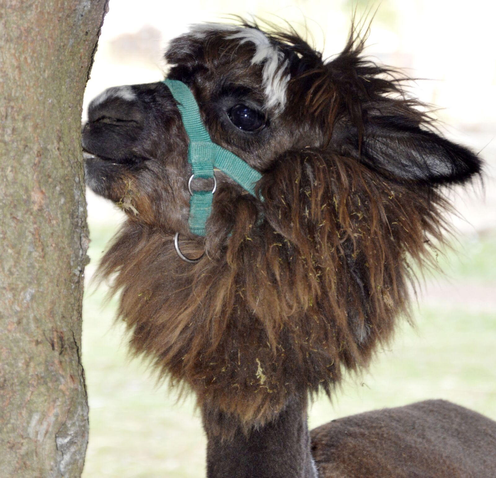 Nikon D3200 sample photo. Animal, zoo, close up photography