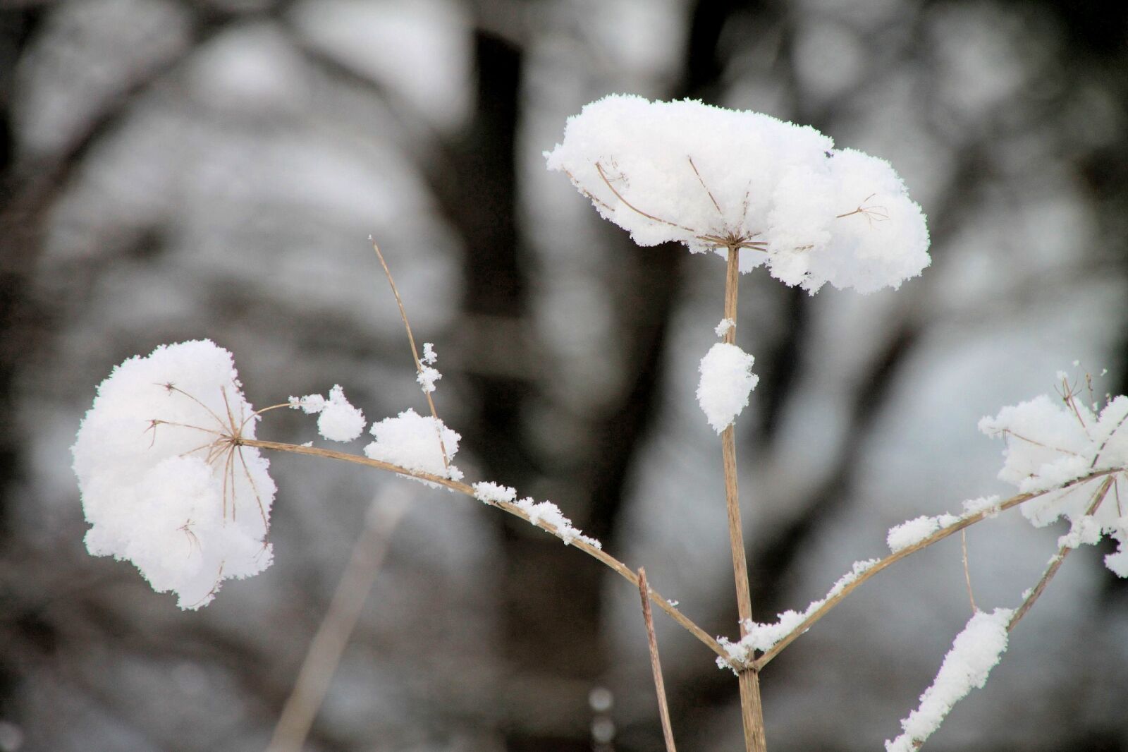 Canon EOS 500D (EOS Rebel T1i / EOS Kiss X3) sample photo. Winter, snow, plant photography