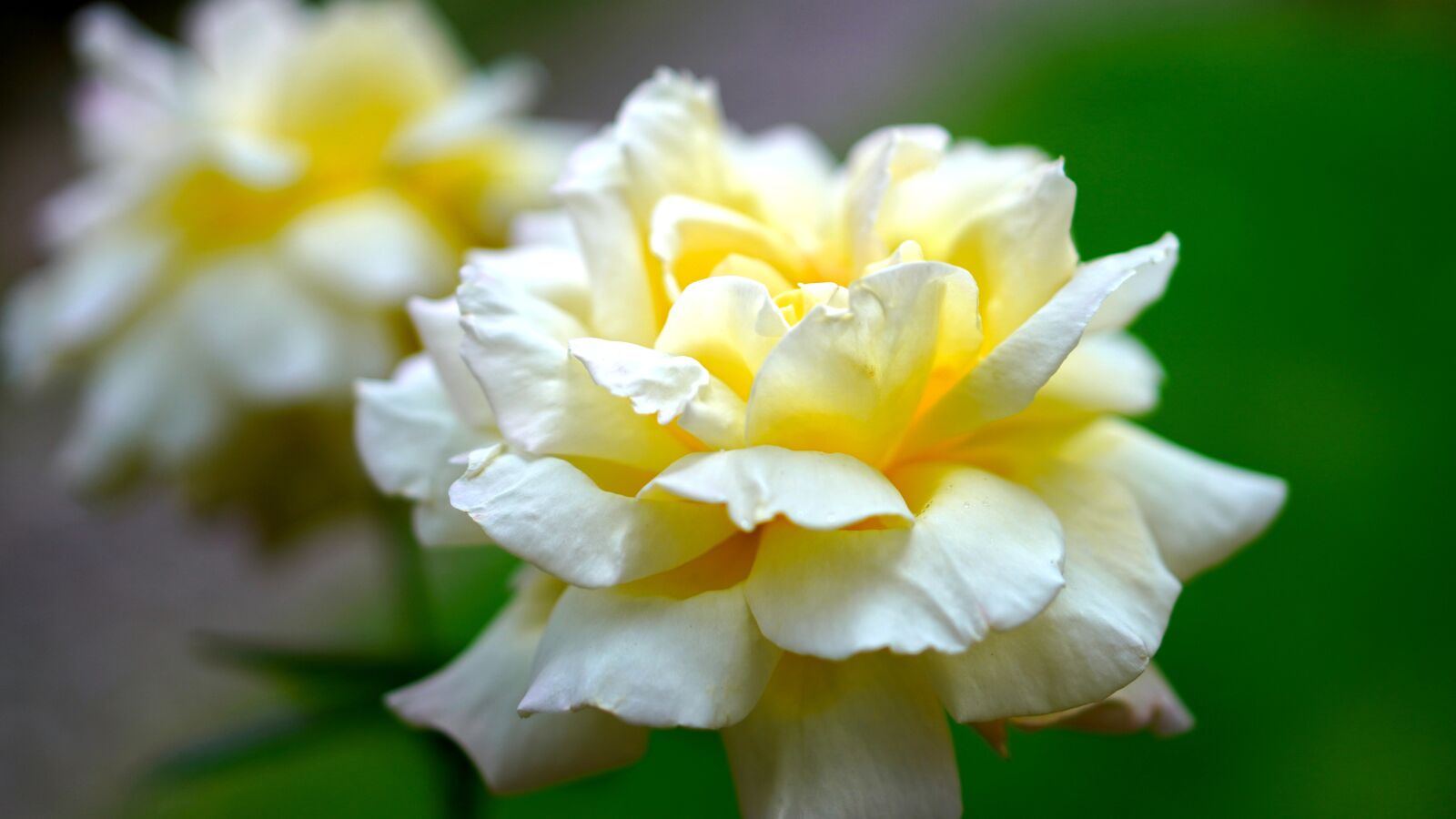 E 50mm F1.8 OSS sample photo. Rose, blossom, bloom photography