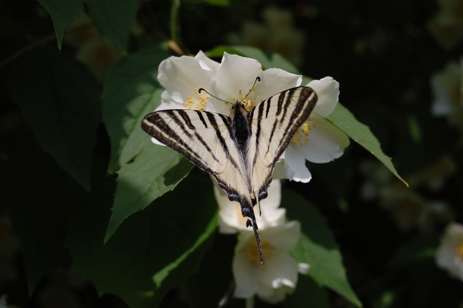 Nikon D40 sample photo. Scarce swallowtail, butterfly, nature photography