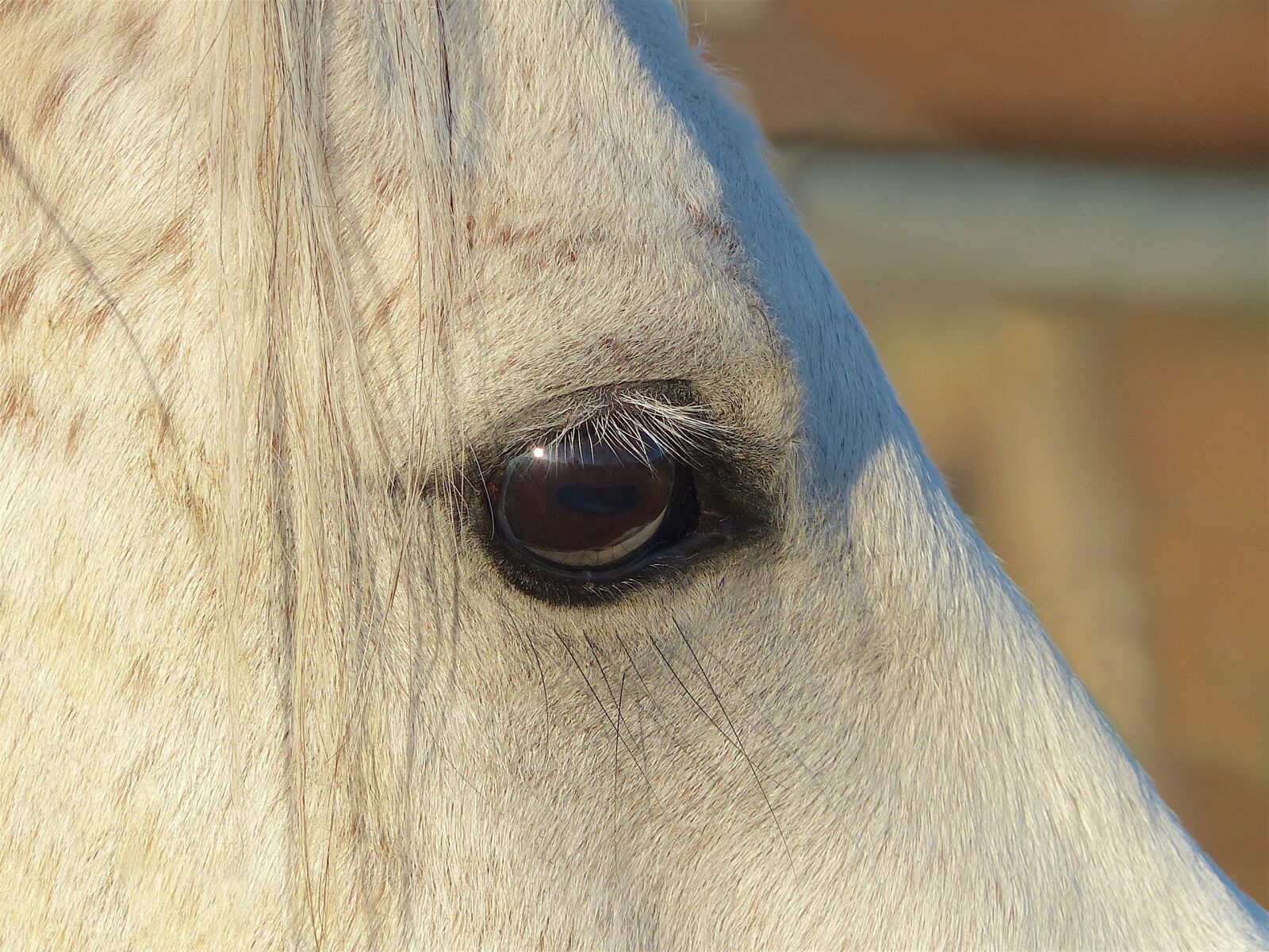 Panasonic Lumix DMC-FZ200 sample photo. Pure arab blood, white photography