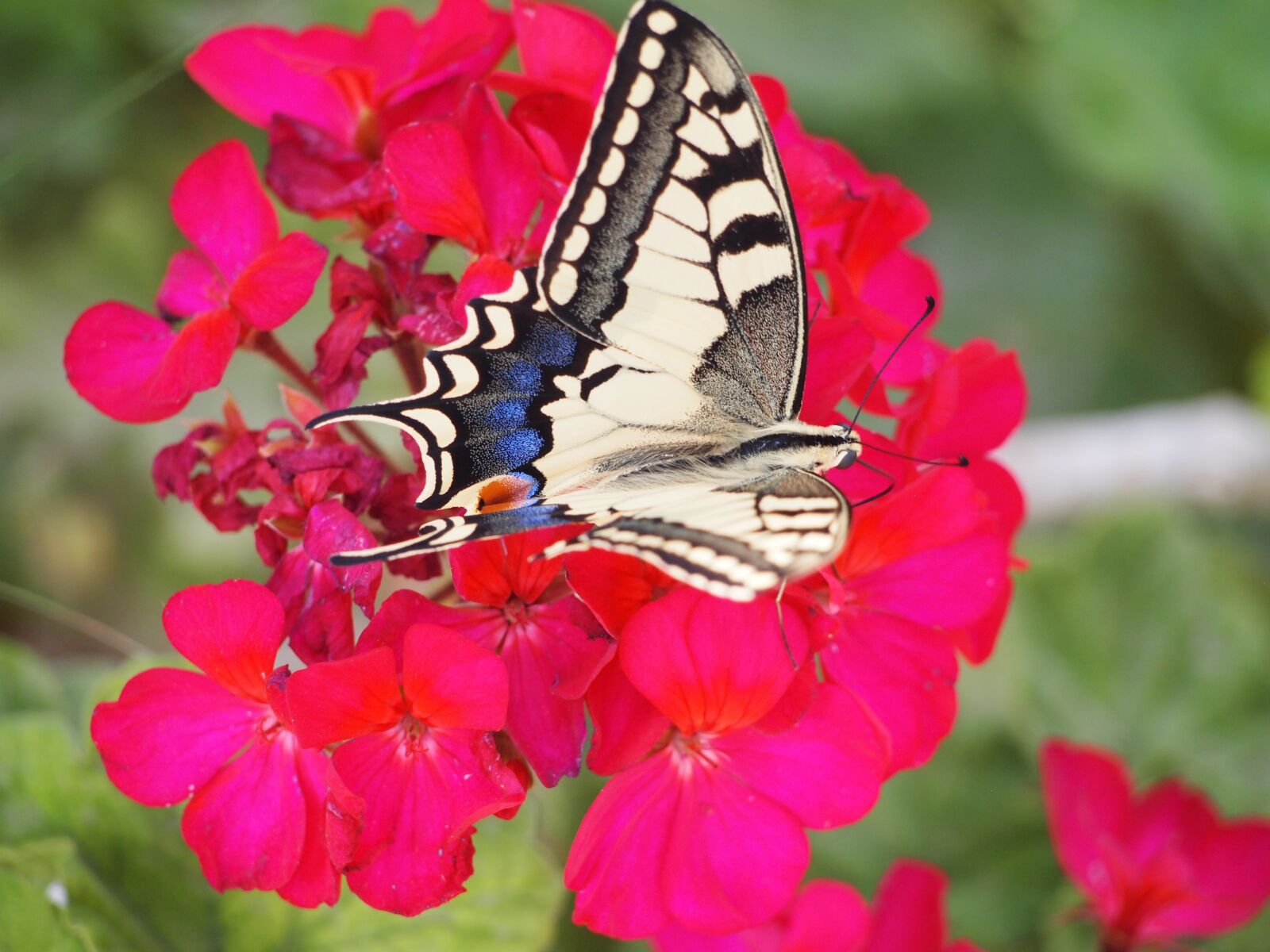 Olympus PEN E-PL2 sample photo. Butterfly, blooms, nature photography