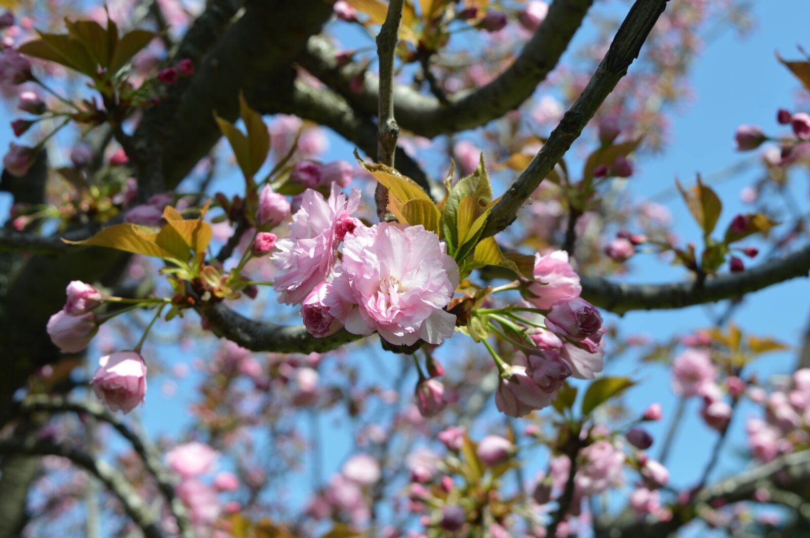 Nikon D3200 sample photo. Spring, flower, nature photography
