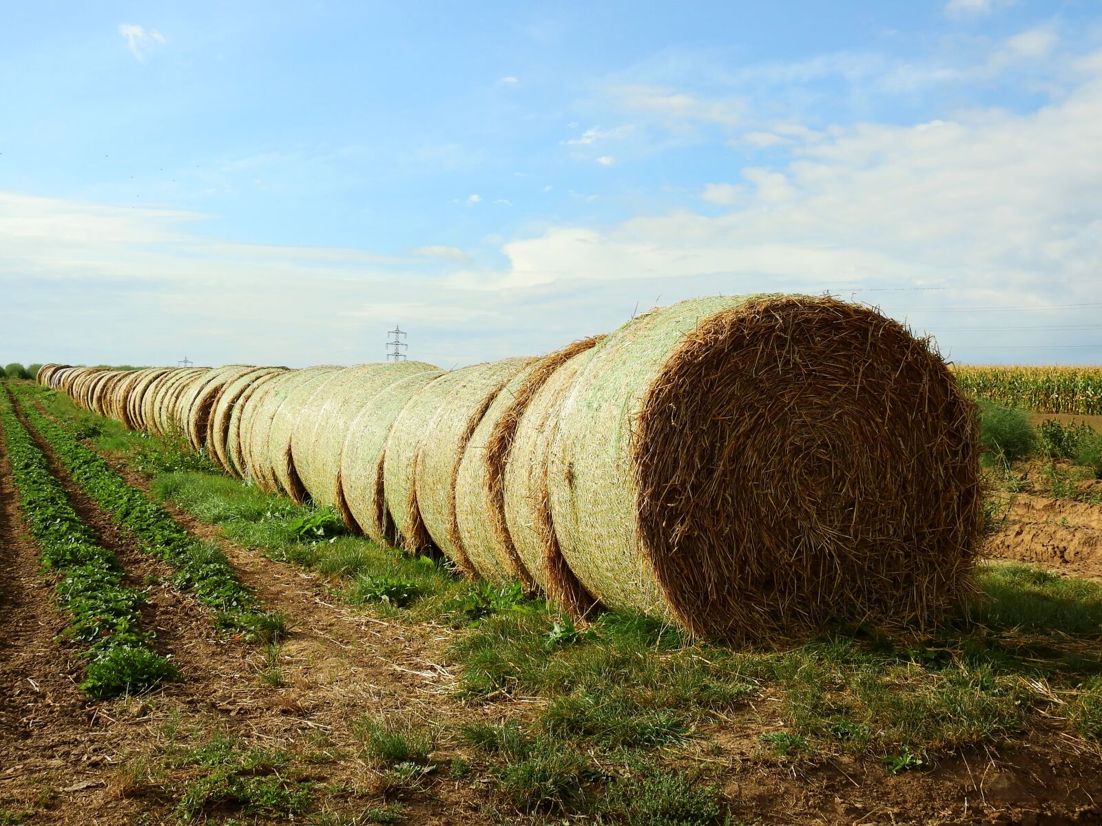 Nikon Coolpix P900 sample photo. Straw, field, agriculture photography
