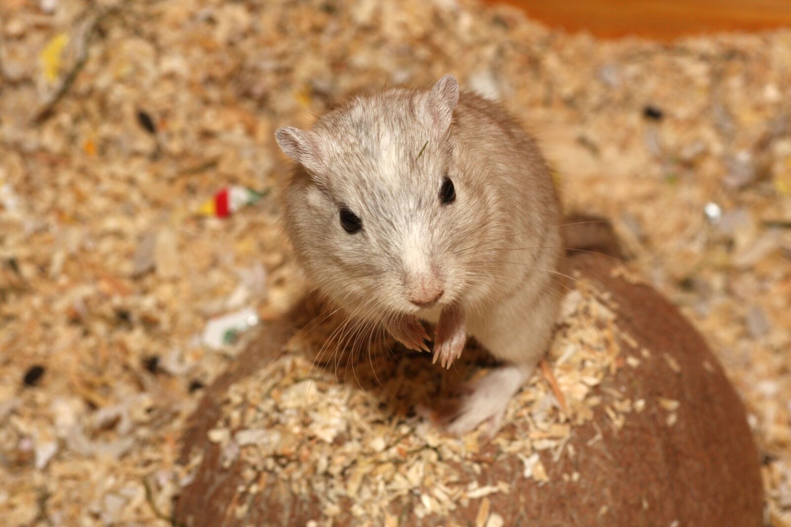Canon EOS 40D sample photo. Hamster, mouse, white photography