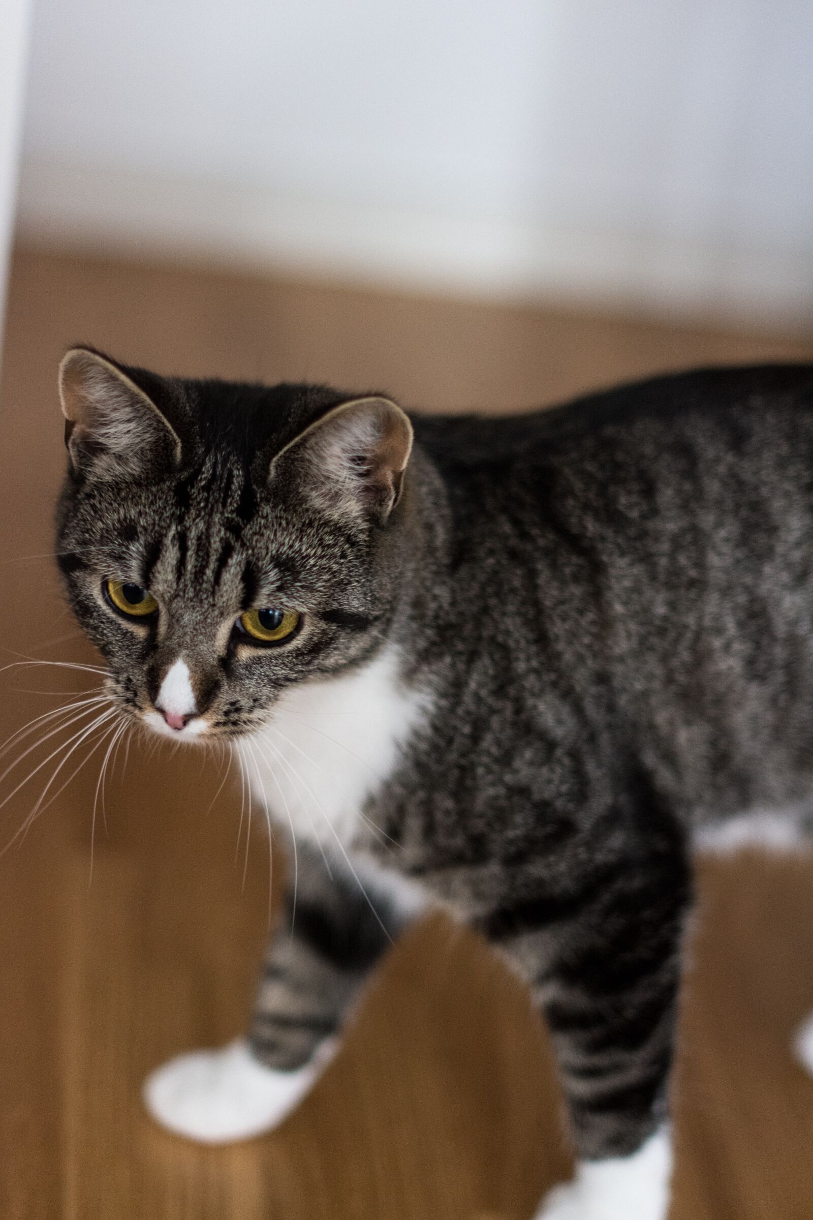 Nikon D7200 sample photo. Cute, cat, pet photography
