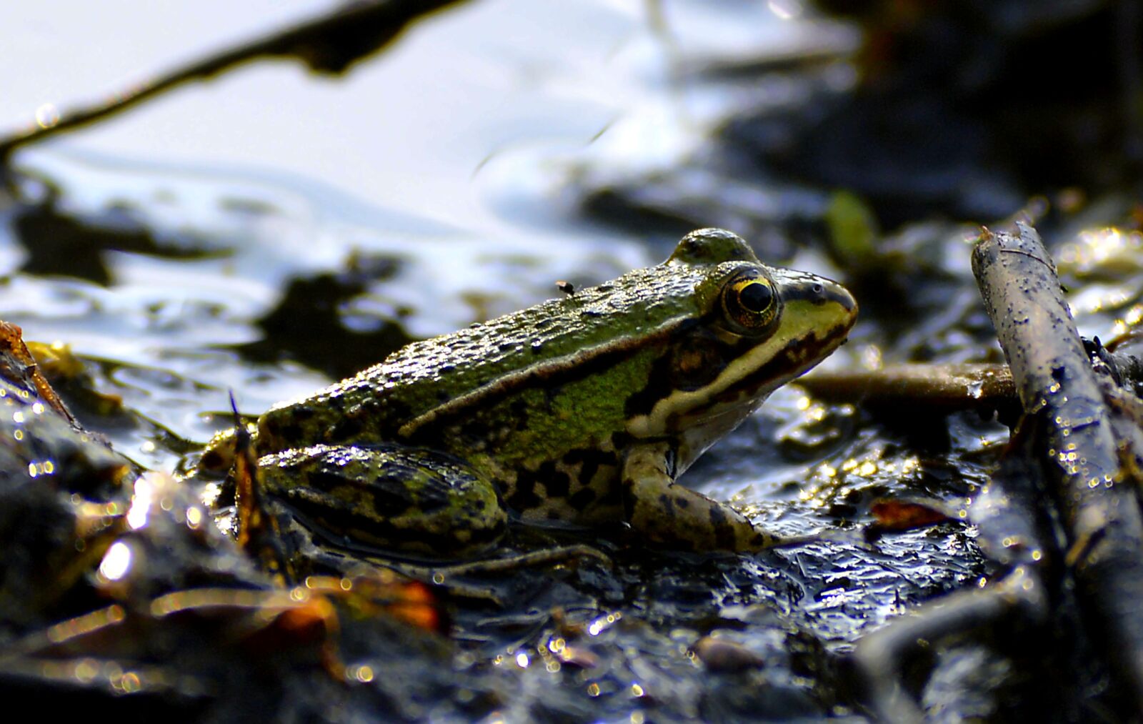 Nikon D3200 sample photo. Mud, pools, frog photography