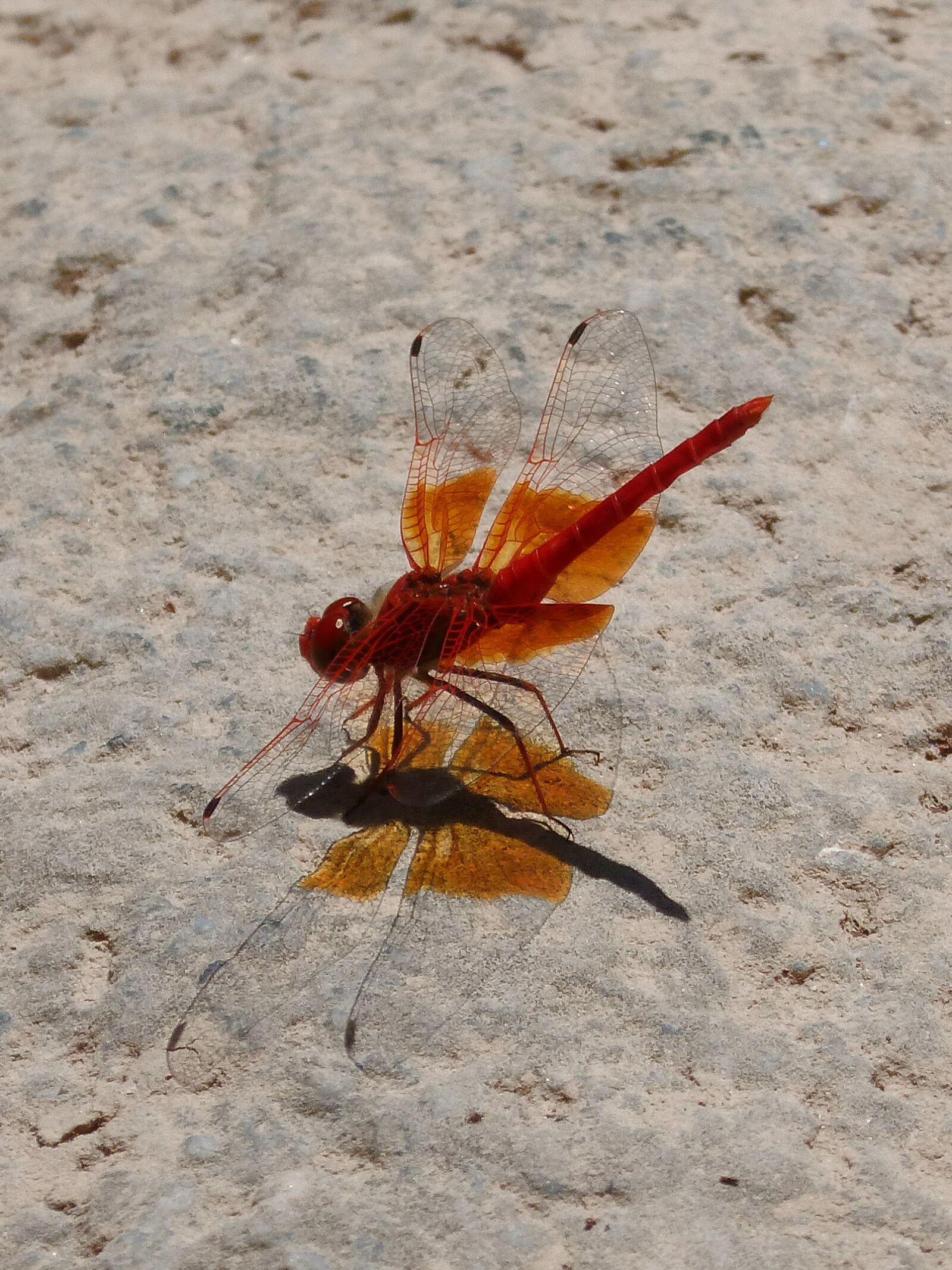 Panasonic DMC-FZ62 sample photo. Red dragonfly, shadow cast photography