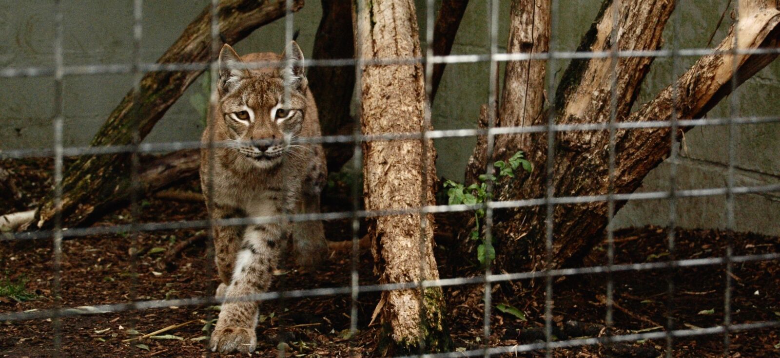 Nikon D70s sample photo. Big, cat, lynx, predator photography