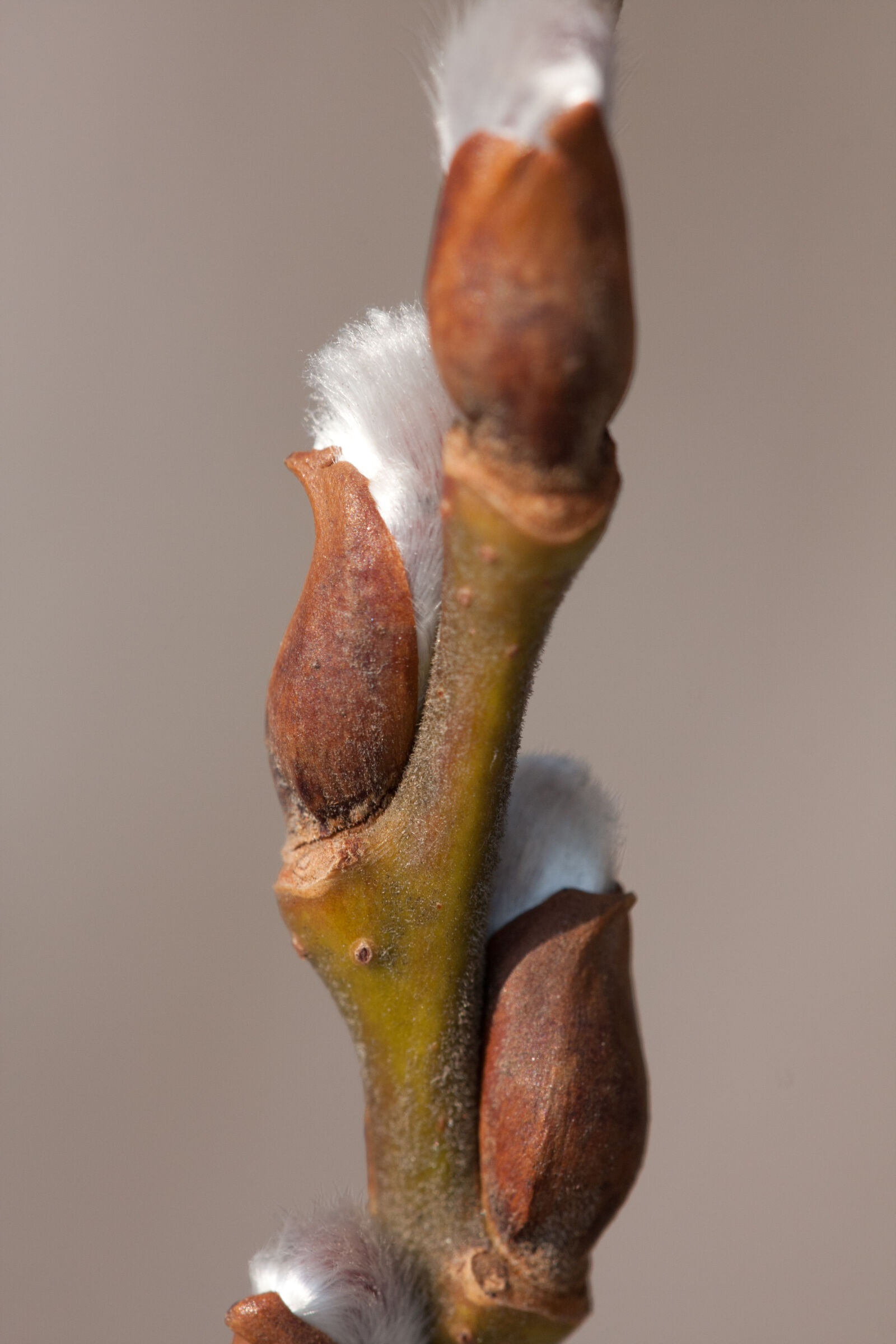 Canon EF 180mm F3.5L Macro USM sample photo