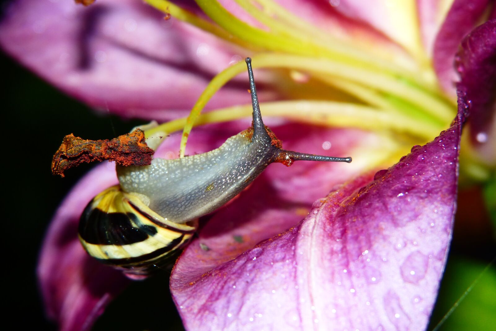 Panasonic Lumix DMC-FZ200 sample photo. Wst yk huntsman, snail photography