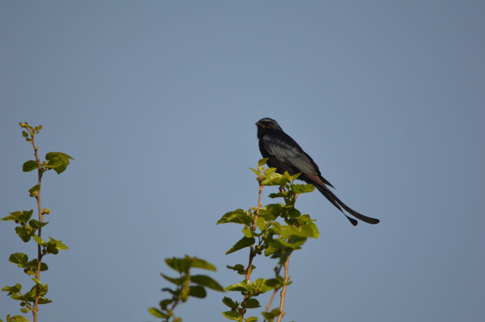 Nikon D3200 sample photo. Black drongo, bird, india photography