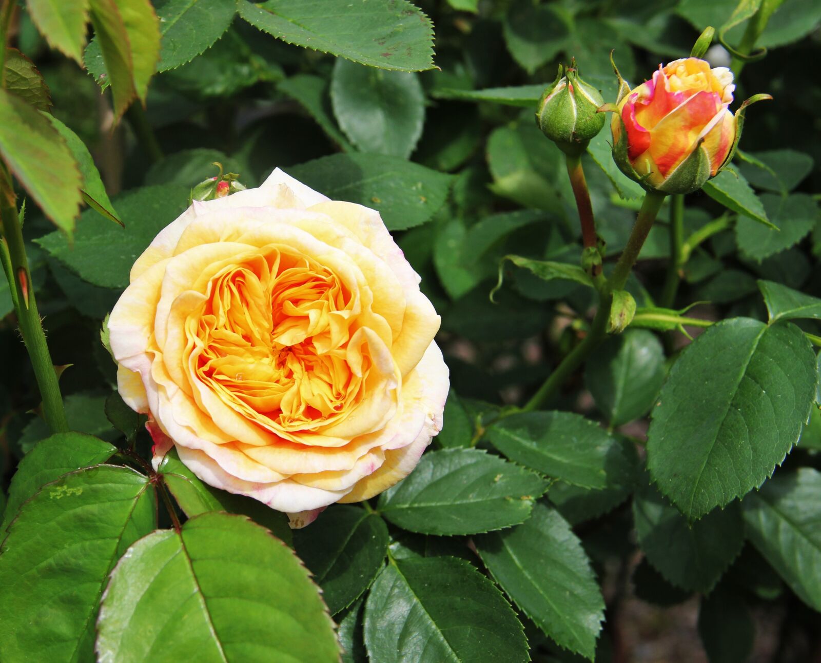 Canon EOS 550D (EOS Rebel T2i / EOS Kiss X4) sample photo. Rose, bloom and bud photography