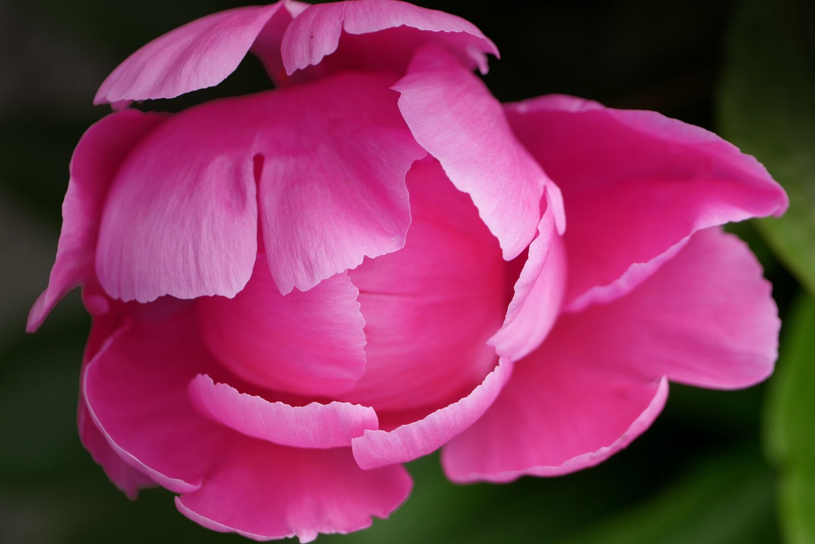 Panasonic Lumix DMC-GX8 sample photo. Peony, petals, pink photography