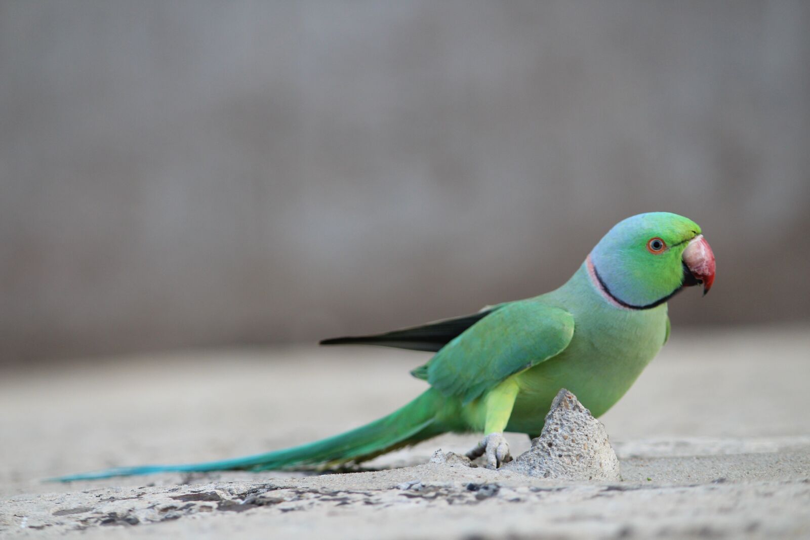 Canon EOS 1300D (EOS Rebel T6 / EOS Kiss X80) sample photo. Parrot, parakeet, birds photography
