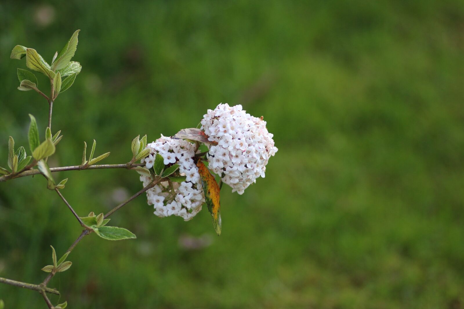 Canon EOS 70D sample photo. Viburnum, flower, white photography